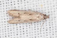 Mesophleps corsicella