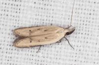Mesophleps corsicella