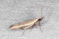 Mesophleps corsicella