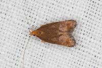 Eurodachtha pallicornella