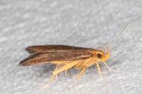 Eurodachtha pallicornella