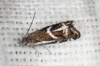 Millieria dolosalis