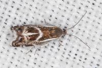 Millieria dolosalis