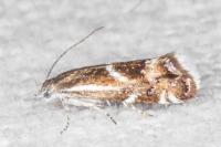 Millieria dolosalis