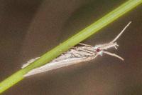 Pleurota ericella