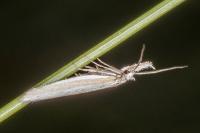 Pleurota ericella