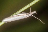 Pleurota ericella