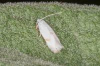 Pseudopostega crepusculella