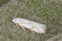Pseudopostega crepusculella
