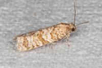 Isotrias stramentana