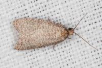 Isotrias stramentana