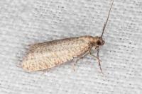 Isotrias stramentana