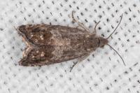 Cydia gr. succedana