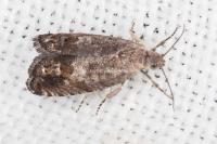 Cydia gr. succedana