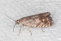 Cydia gr. succedana
