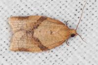 Clepsis consimilana