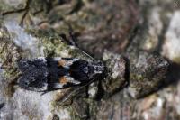 Teleiodes luculella