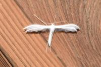 Pterophorus pentadactylus