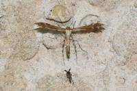 Oxyptilus