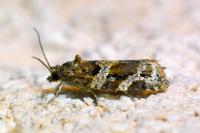 Argyrotaenia ljungiana
