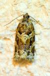Argyrotaenia ljungiana