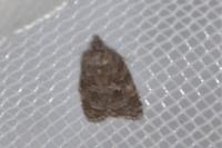 Cnephasia