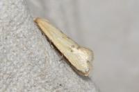 Cochylimorpha meridiana