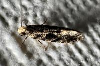 Nemapogon granellus