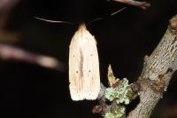 Agonopterix pallorella