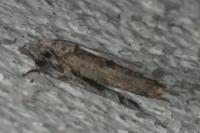 Zelleria oleastrella
