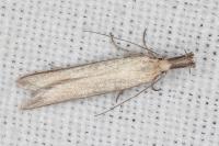 Pleurota pungitiella
