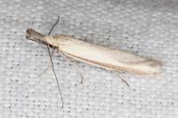 Pleurota pungitiella