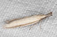 Pleurota pungitiella