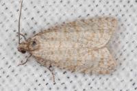 Isotrias stramentana
