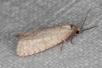 Isotrias stramentana