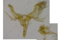 Acleris kochiella