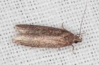 Neofaculta ericetella