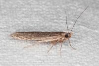 Neofaculta ericetella
