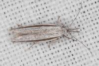 Pleurota ericella