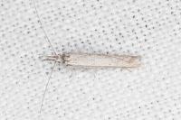 Pleurota ericella