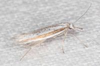 Pleurota ericella