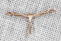 Oxyptilus