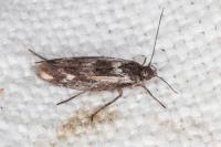 Scythris cicadella