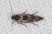 Scythris cicadella