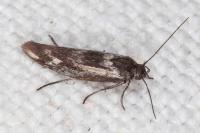 Scythris cicadella
