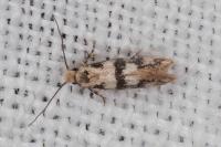 Infurcitinea atrifasciella