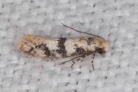 Infurcitinea atrifasciella