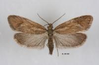 Diurnea lipsiella