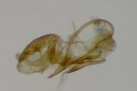 Aproaerema anthyllidella