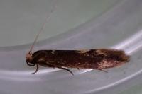 Opogona omoscopa
